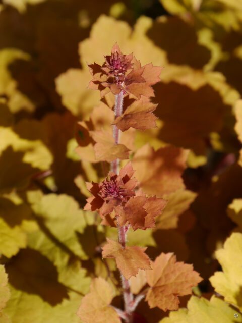 Heuchera 'Caramel', Wurzerlsgarten