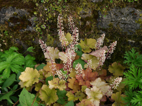 Heuchera villosa 'Christa'