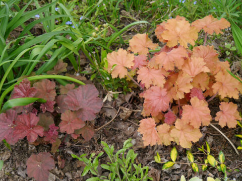 Heuchera x brizoides 'Crème Brûleé'