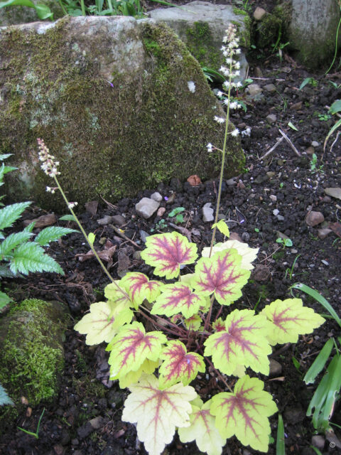 Die Heuchera villosa 'Electra' 