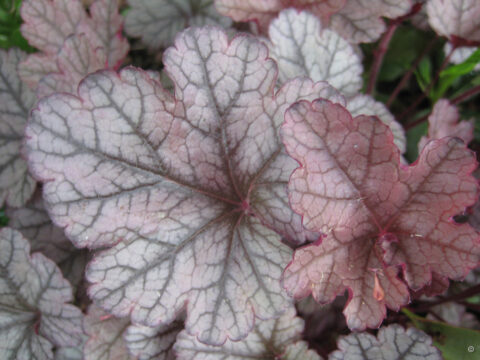 Heuchera 'Guardian Angel'