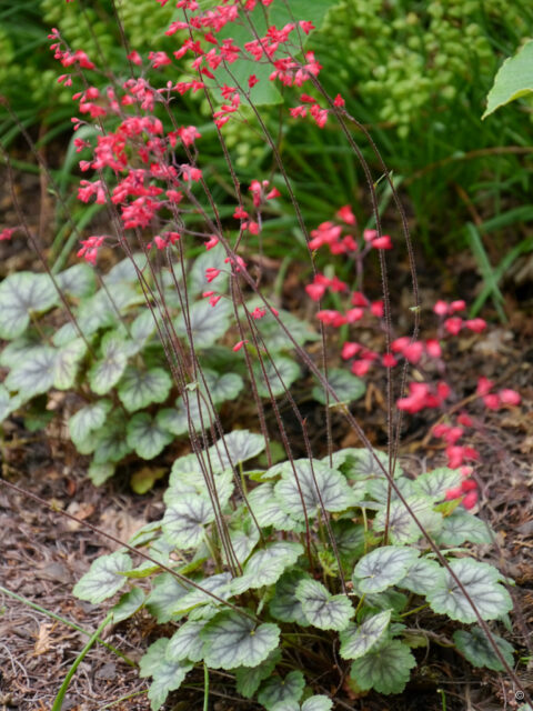 Heuchera 'Cezanne'