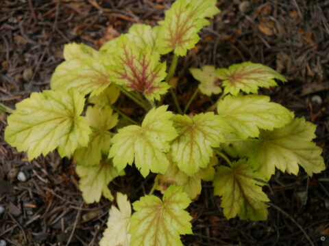 Heuchera 'Da Vinci'