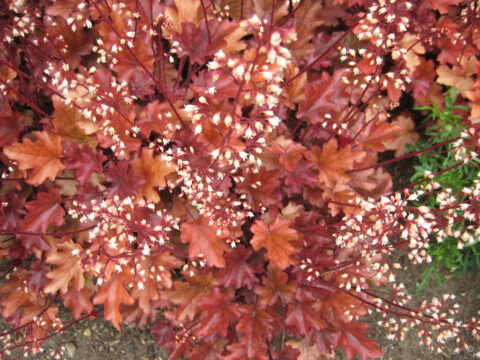 Heuchera 'Peach Flambé'