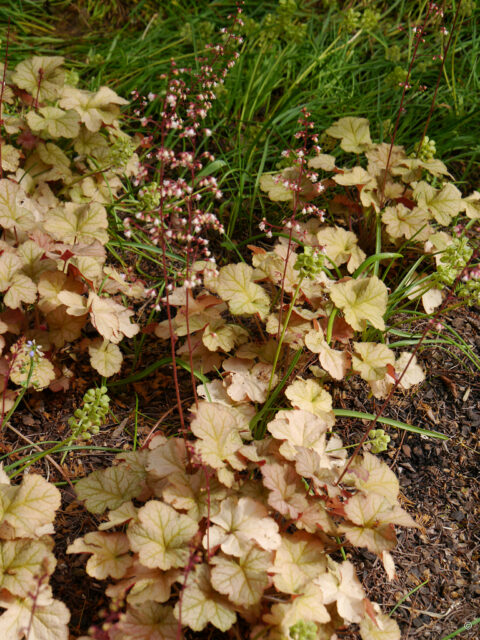Heuchera 'Pinot Gris'