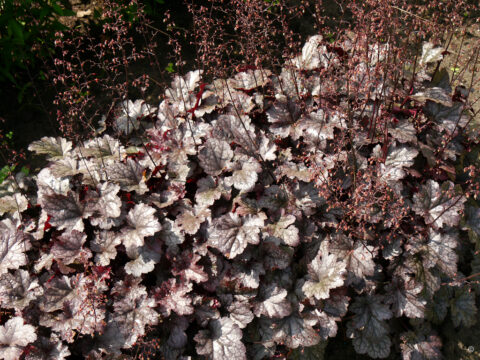 Heuchera 'Plum Pudding'