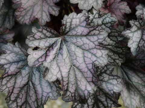 Heuchera 'Plum Royal'