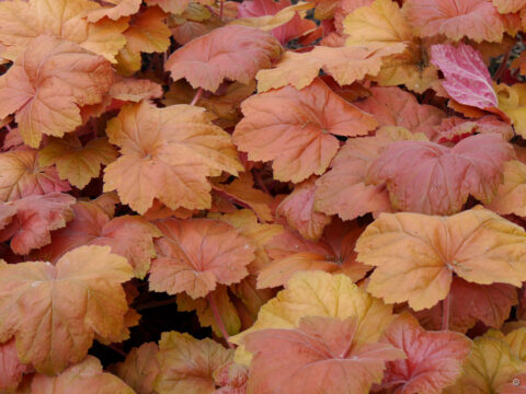 Heuchera 'Southern Comfort'