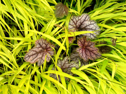 Heuchera 'Venus'