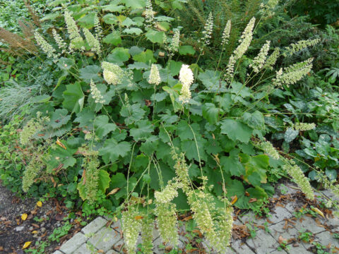 Heuchera villosa var. macrorrhiza
