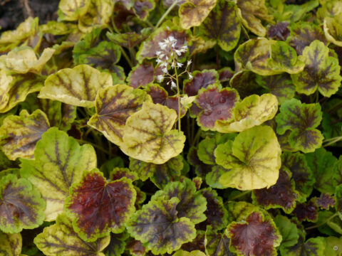 Heucherella tiarelloides 'Solar Eclipse'