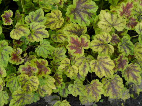 Heucherella tiarelloides 'Solar Power'