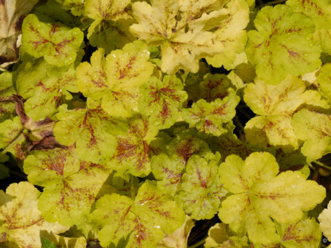 Heucherella tiarelloides 'Yellowstone Falls'