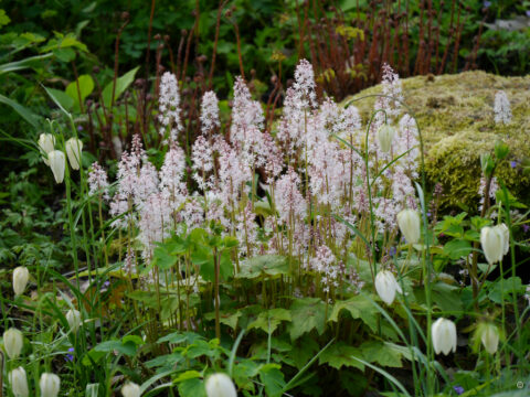 Tiarella cordifolia und Fritillaria meleagris f. alba