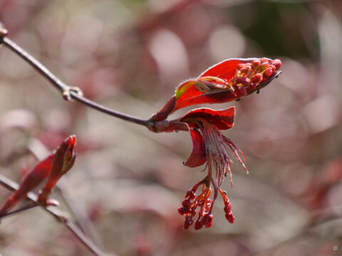 Der Fächerahorn beginnt zu sprießen