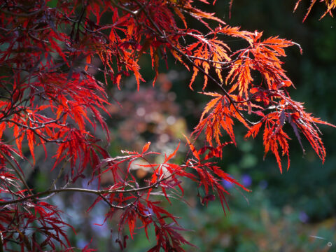Acer palmatum 'Dissectum Purpureum', Wurzerlsgarten
