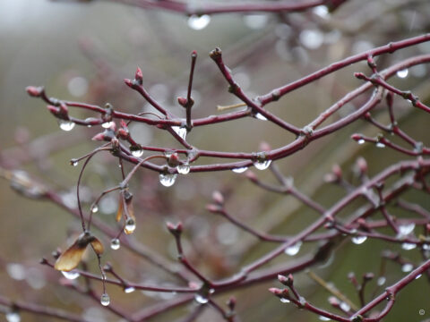 Knospige Zweiglein des japanischen Fächerahorns