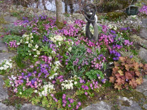Der Blumenteppich im Frühlingsbeet