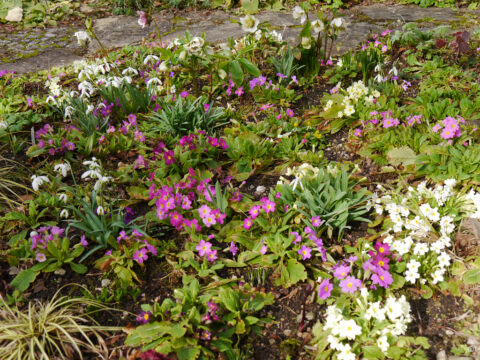 Der Blumenteppich im Frühlingsbeet