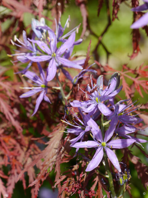 Die Prärielilie blüht als Letzte im Frühlingsbeet