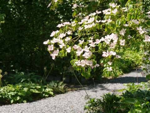 Im Farn- und Hostagarten von Rika van Delden in Tuinfleur