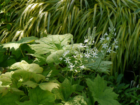Ornithogalum magnum, Hoher Milchstern und japanisches Waldgras im Raritätengarten von Rica van Deldens Tuinfleur