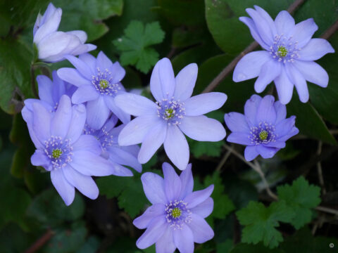 Hepatica transsilvanica, Siebenbürger Leberblümchen, Wurzerlsgarten