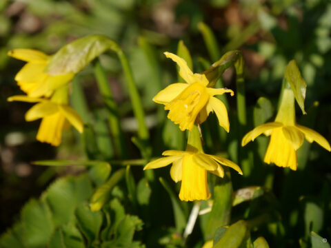 Zwergnarzissen, Narzissus cyclamineus 'Tête-à-Tête', Wurzerlsgarten im Steingarten von Wurzerlsgarten. 