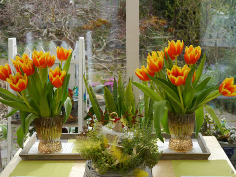 Der Geburtstagstisch im Wintergarten von Wurzerlsgarten