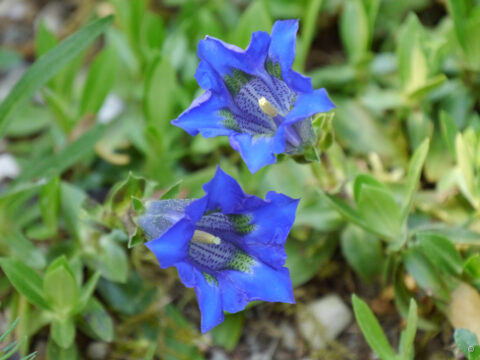 Gentiana acaulis, Steingarten, Wurzerlsgarten