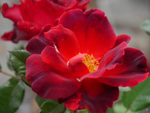 Rosa 'Zeelandia',Strauchrose, Bio-Rosenschule Ruf