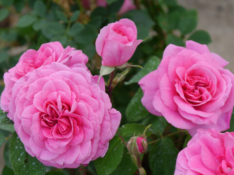 Rosa 'Classic English Pink', Rosenschule Schultheis