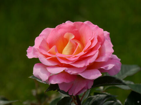 Rosa 'Pink Paradise', Rosenpark Dräger
