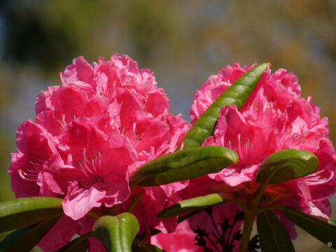 Rhododendron im Garten von Udo und Ulli in Hohenkirchen