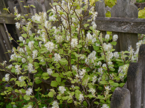 Fothergilla major, Großer Federbuschstrauch in Wurzerlsgarten 