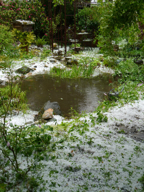 Der Teich in Wurzerlsgarten