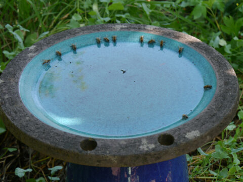 Kollektiver Trinkeinsatz von Bienen