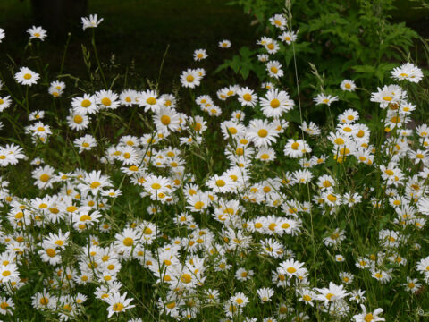 Margeritenwiese im Garten Angela Gerke-Repp, Homberg