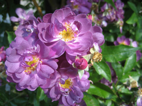 Rosa 'Veilchenblau', Wurzerlsgarten
