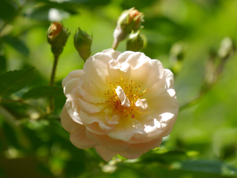Rosa 'Ghislaine de Féligonde'