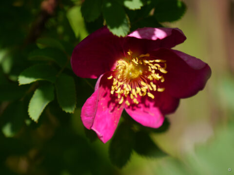 Rosa pimpinellifolia 'Single Cherry', Wurzerlsgarten