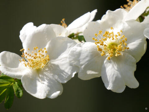 Rosa omeiensis var. pteracantha, Stacheldrahtrose, Wurzerlsgarten