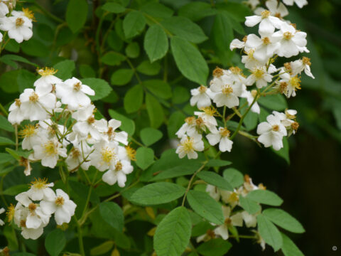Rosa multiflora, Wurzerlsgarten