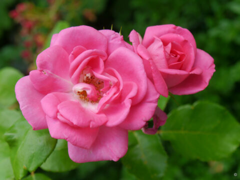 Rosa 'Morning Jewel', Wurzerlsgarten