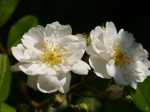 Rosa 'Guirlande d'Amour, Wurzerlsgarten