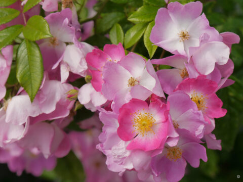 Rosa 'Rosenreigen'