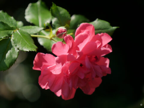 Rosa 'Rosarium Uetersen', Wurzerlsgarten