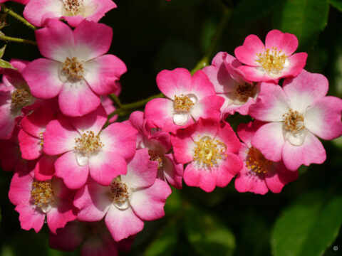 Rose 'Mozart', Wurzerlsgarten