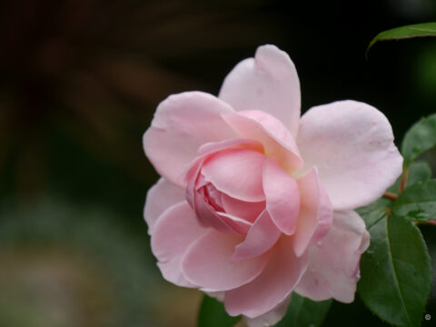 Rosa 'Bonica 82', Wurzerlsgarten