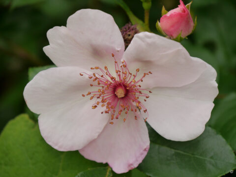 Rosa 'Sweet Pretty', Wurzerlsgarten